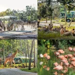 Private car Sheraton resort to Vinpearl Resort - Phu Quoc Private Car
